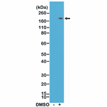 Western Blot - Anti-CD11b Antibody [RM290] (A121493) - Antibodies.com