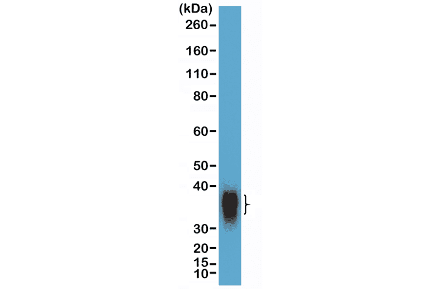 Western Blot - Anti-BOB1 Antibody [RM378] (A121497) - Antibodies.com