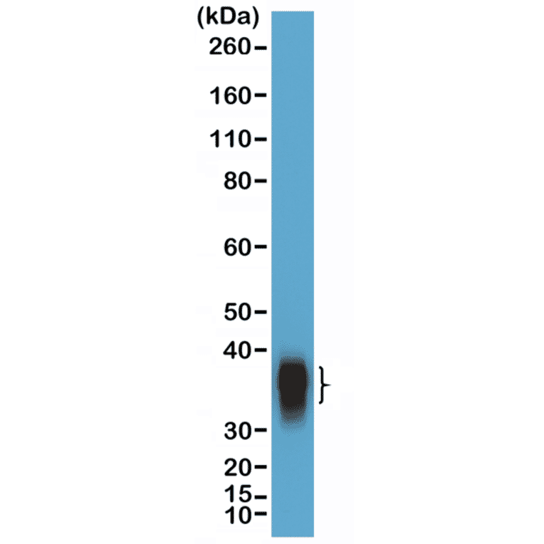 Western Blot - Anti-BOB1 Antibody [RM378] (A121497) - Antibodies.com