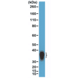 Western Blot - Anti-BOB1 Antibody [RM378] (A121497) - Antibodies.com