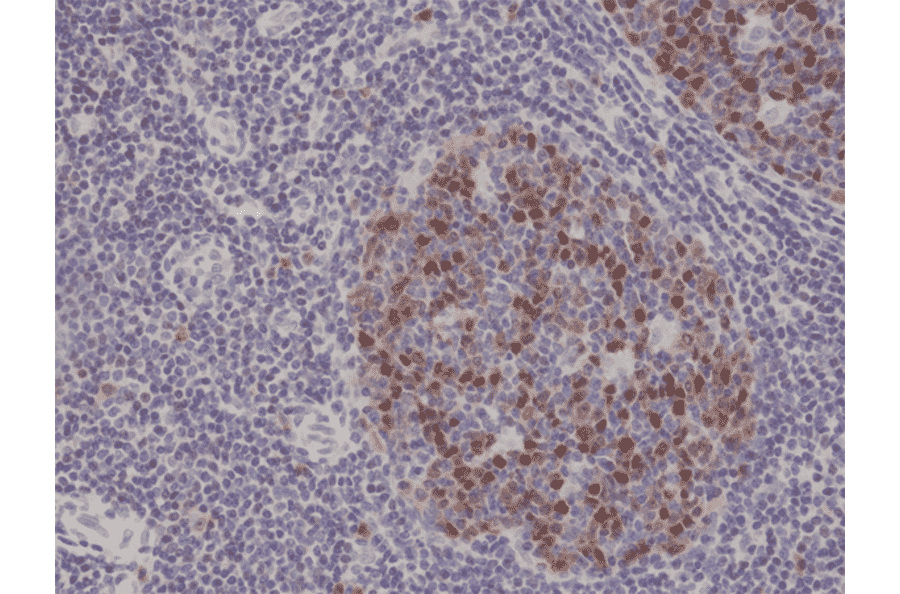 Immunohistochemistry - Anti-Aurora B Antibody [RM278] (A121378) - Antibodies.com