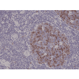 Immunohistochemistry - Anti-Aurora B Antibody [RM278] (A121378) - Antibodies.com