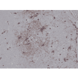 Immunohistochemistry - Anti-GFAP Antibody [RM246] (A121383) - Antibodies.com