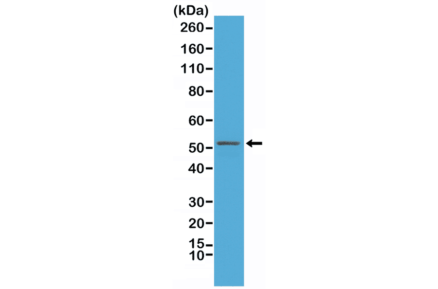 Western Blot - Anti-GFAP Antibody [RM246] (A121500) - Antibodies.com
