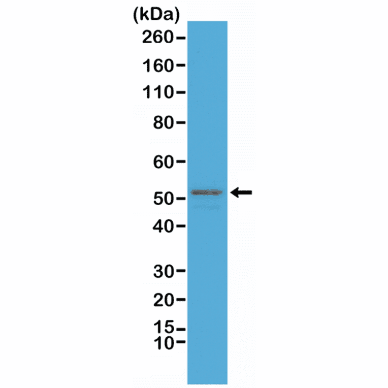 Western Blot - Anti-GFAP Antibody [RM246] (A121500) - Antibodies.com