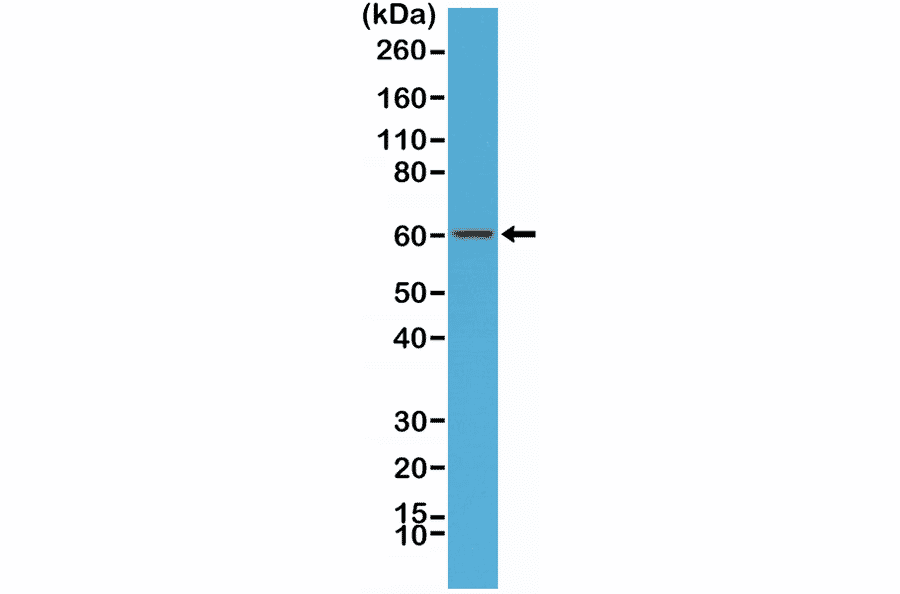 Western Blot - Anti-AMPK alpha 1 Antibody [RM301] (A121501) - Antibodies.com