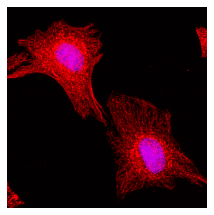 Immunocytochemistry - Anti-alpha Tubulin Antibody [RM113] (A121300) - Antibodies.com