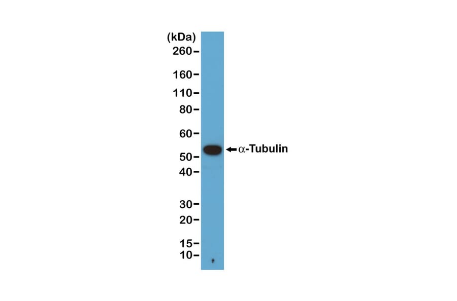 Western Blot - Anti-alpha Tubulin Antibody [RM113] (A121506) - Antibodies.com