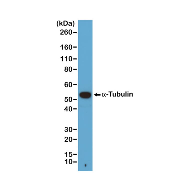 Western Blot - Anti-alpha Tubulin Antibody [RM113] (A121506) - Antibodies.com
