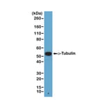Western Blot - Anti-alpha Tubulin Antibody [RM113] (A121506) - Antibodies.com