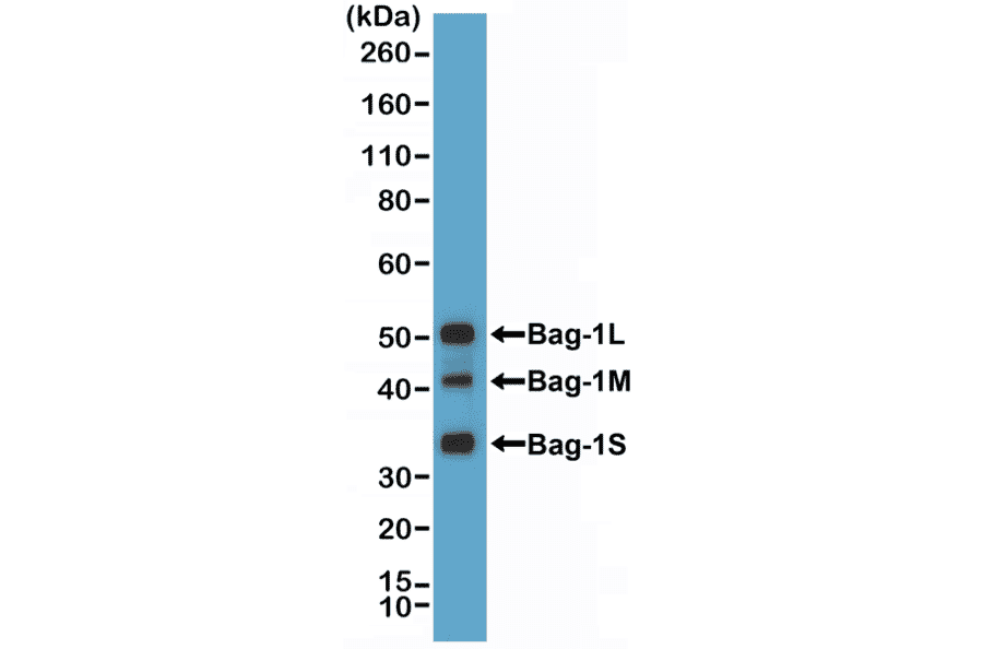 Western Blot - Anti-BAG1 Antibody [RM356] (A121507) - Antibodies.com