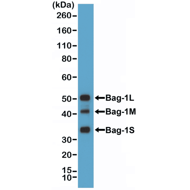 Western Blot - Anti-BAG1 Antibody [RM356] (A121507) - Antibodies.com