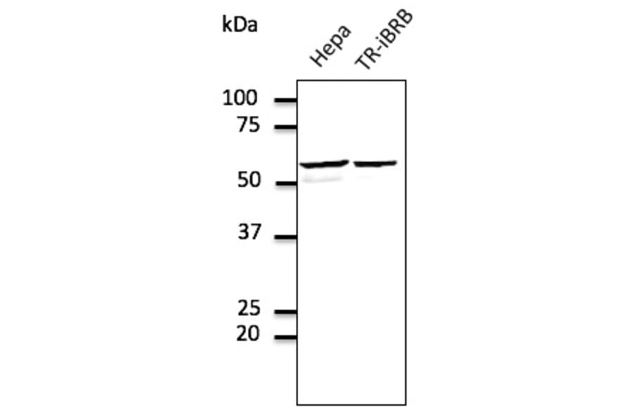 Western Blot - Anti-ERp57 Antibody (AB0003) - Antibodies.com
