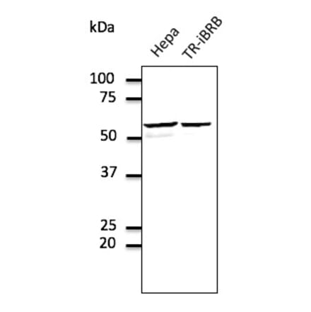 Western Blot - Anti-ERp57 Antibody (AB0003) - Antibodies.com