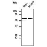 Western Blot - Anti-ERp57 Antibody (AB0003) - Antibodies.com