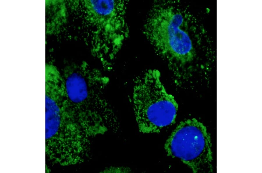 Immunoflouroscence - Anti-ERp57 Antibody (AB0003) - Antibodies.com
