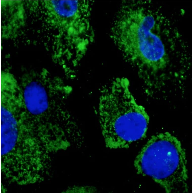 Immunoflouroscence - Anti-ERp57 Antibody (AB0003) - Antibodies.com
