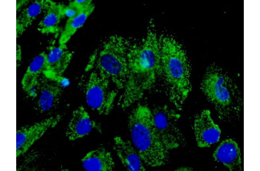 Immunoflouroscence - Anti-ERp57 Antibody (AB0003) - Antibodies.com