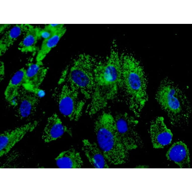 Immunoflouroscence - Anti-ERp57 Antibody (AB0003) - Antibodies.com