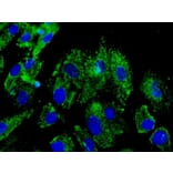 Immunoflouroscence - Anti-ERp57 Antibody (AB0003) - Antibodies.com