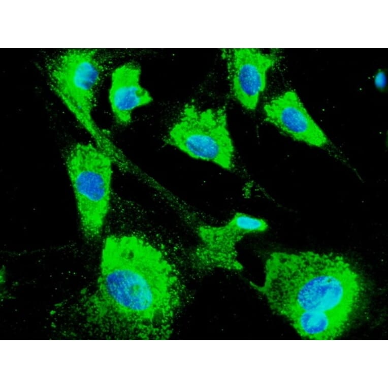 Immunoflouroscence - Anti-ERp57 Antibody (AB0004) - Antibodies.com