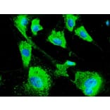 Immunoflouroscence - Anti-ERp57 Antibody (AB0004) - Antibodies.com