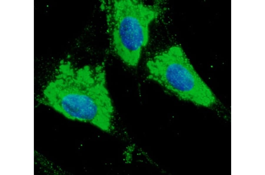 Immunoflouroscence - Anti-ERp57 Antibody (AB0004) - Antibodies.com