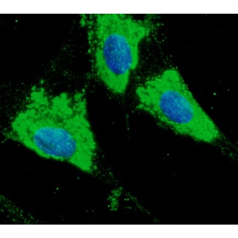 Immunoflouroscence - Anti-ERp57 Antibody (AB0004) - Antibodies.com