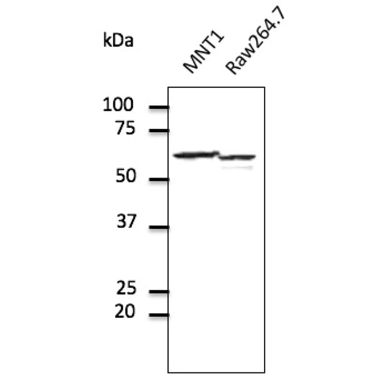 Western Blot - Anti-ERp57 Antibody (AB0004) - Antibodies.com