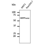 Western Blot - Anti-ERp57 Antibody (AB0004) - Antibodies.com