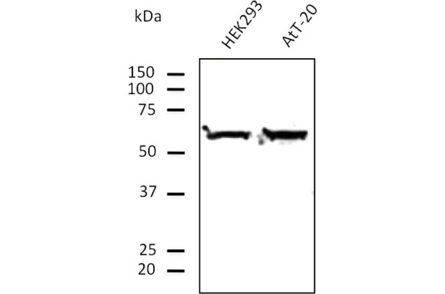 Western Blot - Anti-ERp57 Antibody (AB0004) - Antibodies.com