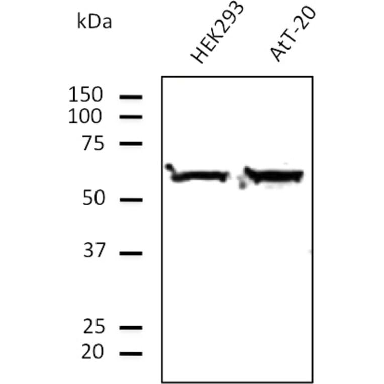 Western Blot - Anti-ERp57 Antibody (AB0004) - Antibodies.com