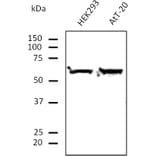 Western Blot - Anti-ERp57 Antibody (AB0004) - Antibodies.com