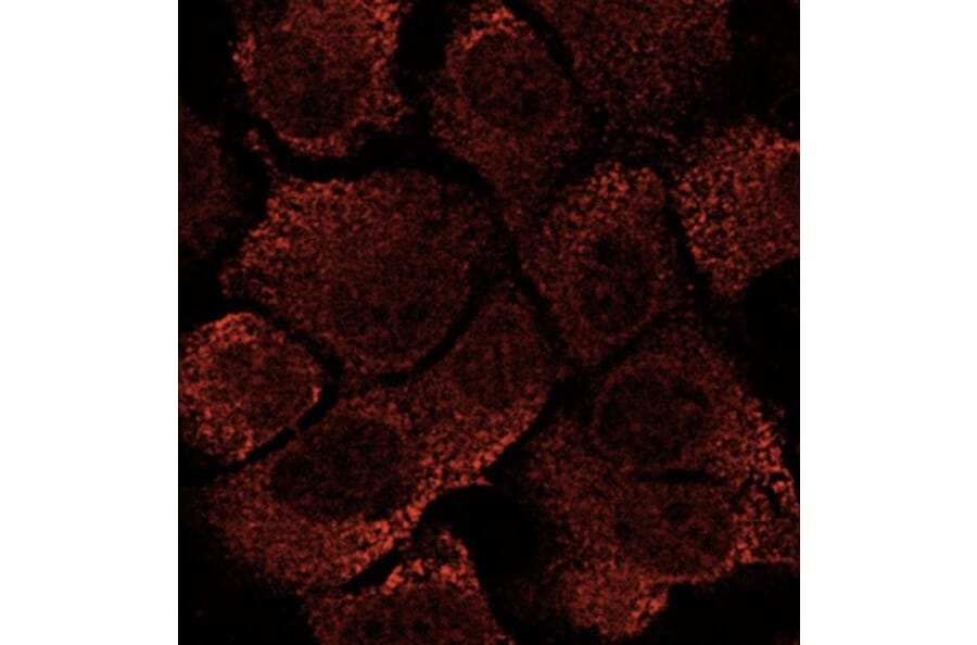 Immunoflouroscence - Anti-EEA1 Antibody (AB0005) - Antibodies.com
