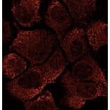 Immunoflouroscence - Anti-EEA1 Antibody (AB0005) - Antibodies.com