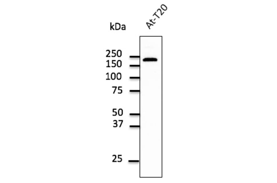 Western Blot - Anti-EEA1 Antibody (AB0005) - Antibodies.com