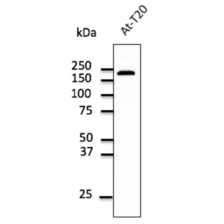 Western Blot - Anti-EEA1 Antibody (AB0005) - Antibodies.com