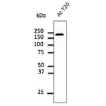 Western Blot - Anti-EEA1 Antibody (AB0005) - Antibodies.com