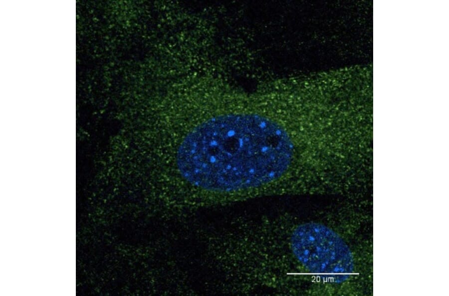 Immunoflouroscence - Anti-EEA1 Antibody (AB0006) - Antibodies.com