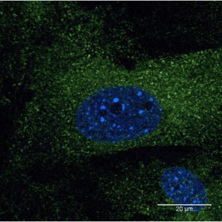 Immunoflouroscence - Anti-EEA1 Antibody (AB0006) - Antibodies.com