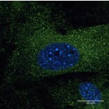 Immunoflouroscence - Anti-EEA1 Antibody (AB0006) - Antibodies.com