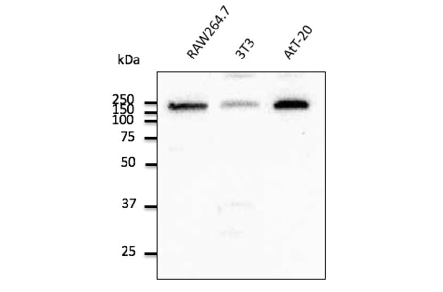 Western Blot - Anti-EEA1 Antibody (AB0006) - Antibodies.com