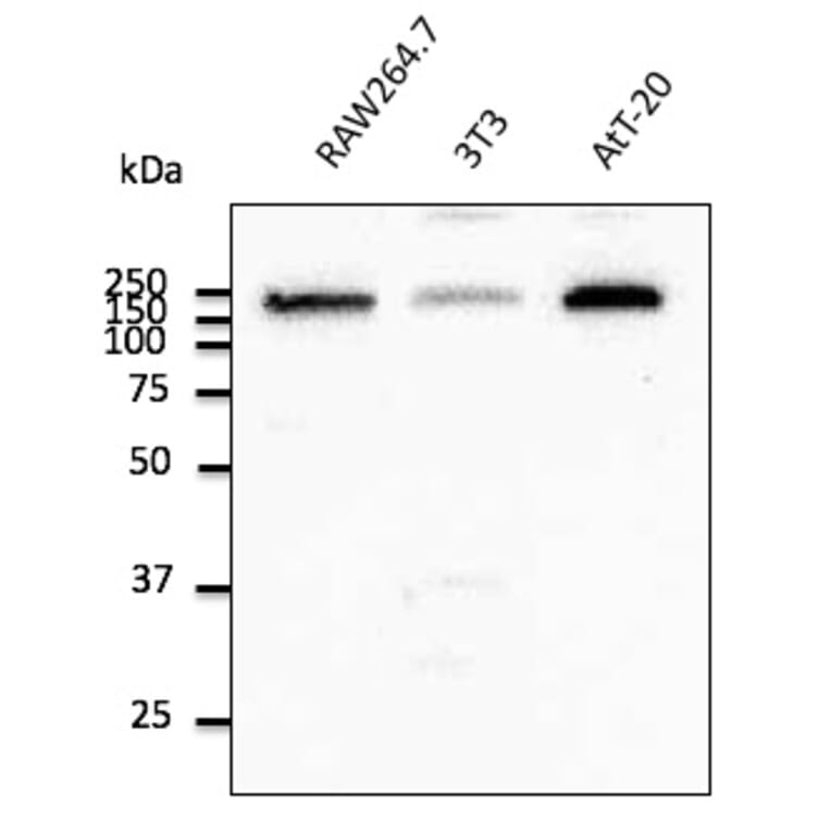 Western Blot - Anti-EEA1 Antibody (AB0006) - Antibodies.com