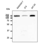 Western Blot - Anti-EEA1 Antibody (AB0006) - Antibodies.com