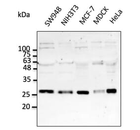Western Blot - Anti-RAB5A Antibody (AB0009) - Antibodies.com