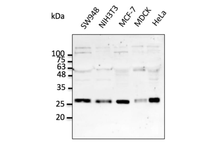 Western Blot - Anti-RAB5A Antibody (AB0009) - Antibodies.com
