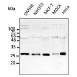 Western Blot - Anti-RAB5A Antibody (AB0009) - Antibodies.com