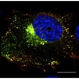 Immunoflouroscence - Anti-RAB5A Antibody (AB0009) - Antibodies.com