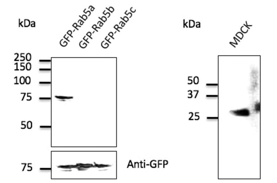 Western Blot - Anti-RAB5A Antibody (AB0009) - Antibodies.com