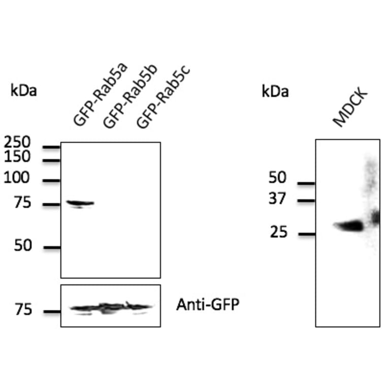 Western Blot - Anti-RAB5A Antibody (AB0009) - Antibodies.com
